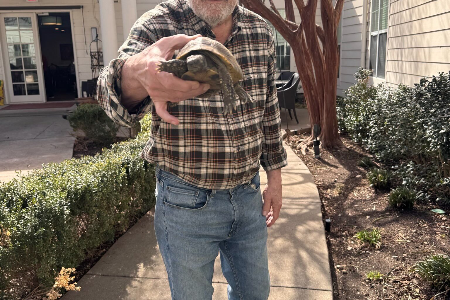 PHOTOS: Prestonwood Court's Russian tortoise returns from hibernation