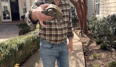 PHOTOS: Prestonwood Court's Russian tortoise returns from hibernation