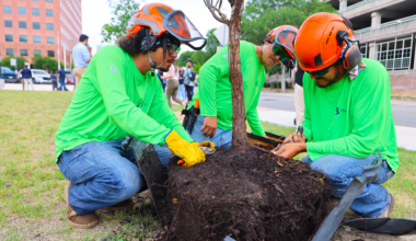 Centro San Antonio aims to plant 1,000 more trees downtown