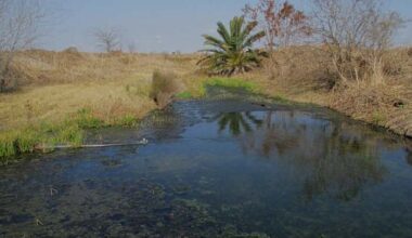 Testing finds toxic metals where Tesla lithium refinery discharges wastewater in South Texas