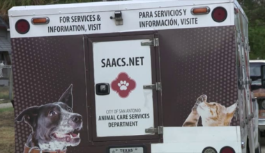Dog jumps fence, bites woman multiple times on West Side, ACS says