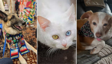 Viewers share photos of adorable pets for National Pet Day