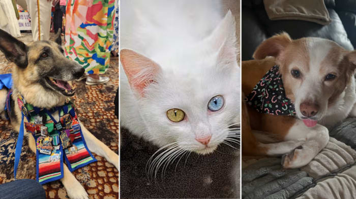 Viewers share photos of adorable pets for National Pet Day