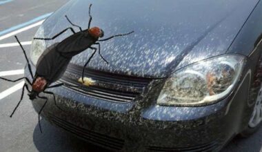 Why lovebugs are so bad in Houston right now and when they’ll go away