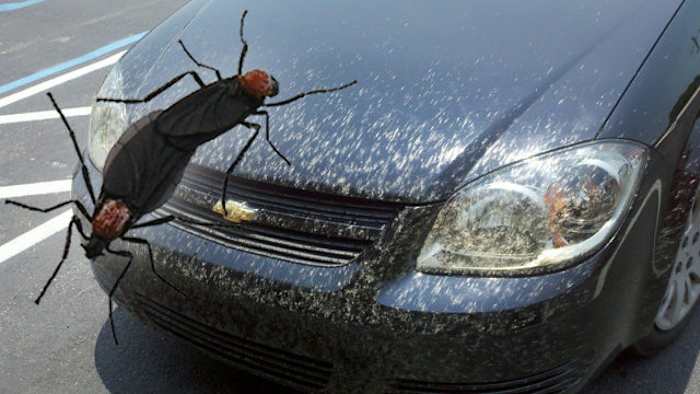 Why lovebugs are so bad in Houston right now and when they’ll go away