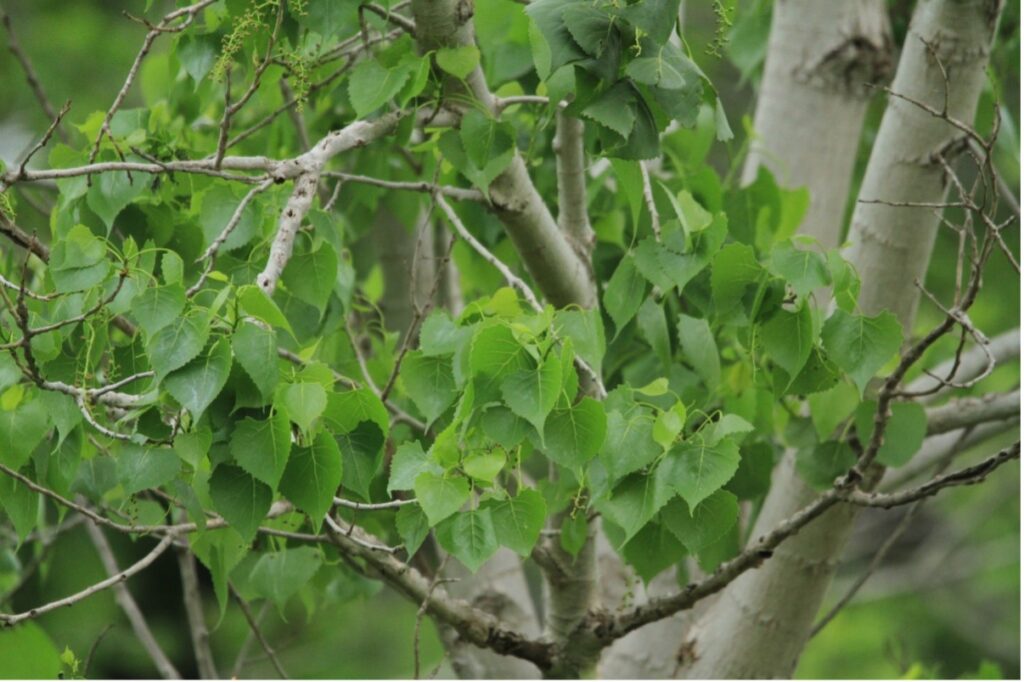 Eastern Cottonwood along Salado Creek in Southern Bexar County (iNaturalist Observation)