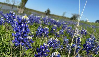 Bluebonnets bloom in Ennis, Texas, the so-called "Bluebonnet City." (Spectrum News 1/Brian Scott)