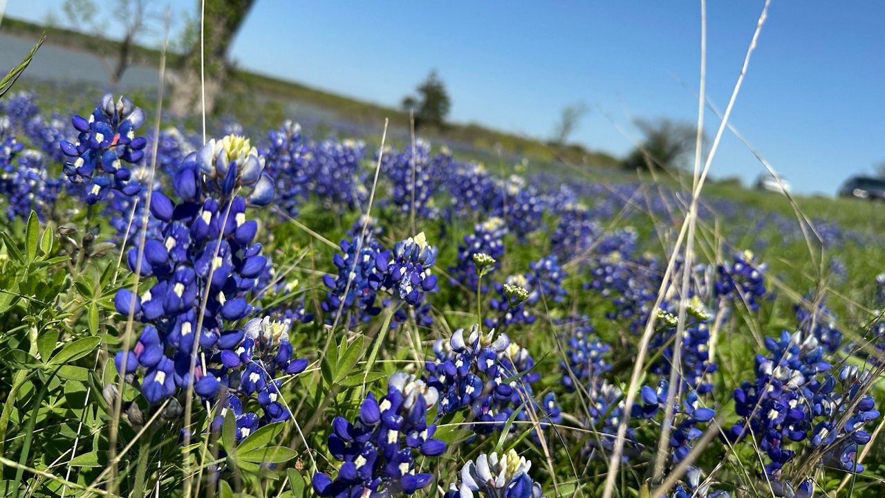 Bluebonnets bloom in Ennis, Texas, the so-called "Bluebonnet City." (Spectrum News 1/Brian Scott)