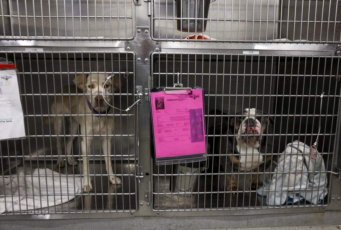 Small dogs are housed in kennels at Chuck & Brenda Silcox Animal Care & Adoption Center on Tuesday, April 14, 2026 in Fort Worth. The city of Fort Worth wants to borrow $59,874,000 build a new animal shelter, equipping it with modern vet facilities, kennels, natural light and a play yard.