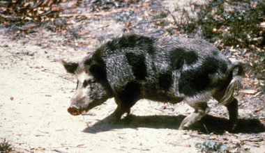 Trappers capture over 120 feral hogs destroying Katy neighborhoods