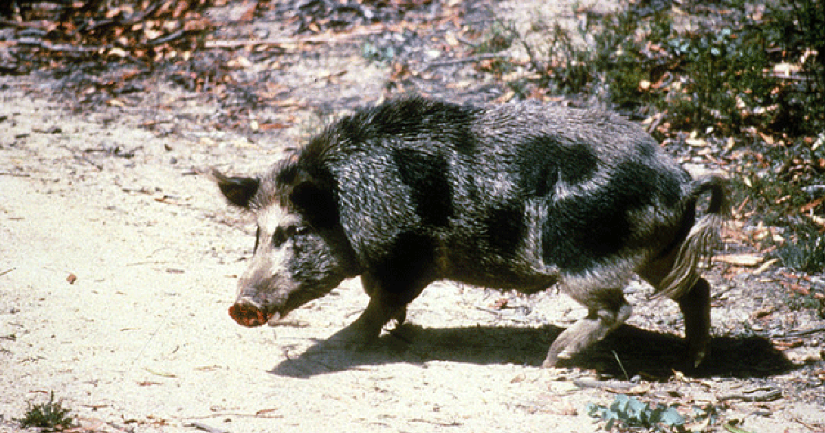 Trappers capture over 120 feral hogs destroying Katy neighborhoods
