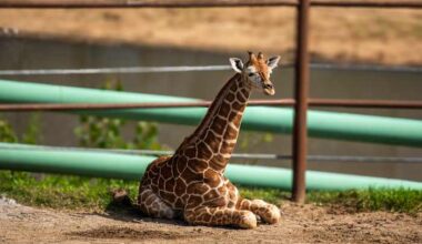San Antonio Zoo welcomes 1-year-old female giraffe from Tulsa