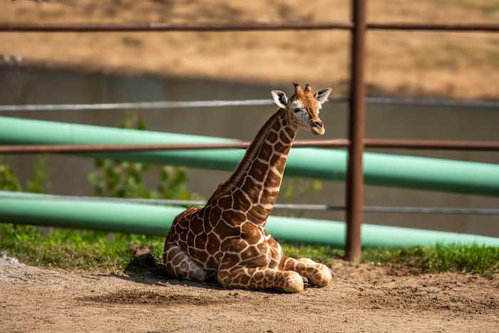 San Antonio Zoo welcomes 1-year-old female giraffe from Tulsa