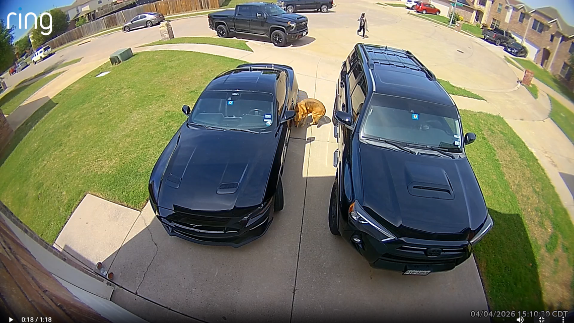 Ring video shows juvenile shooting dogs in north Fort Worth