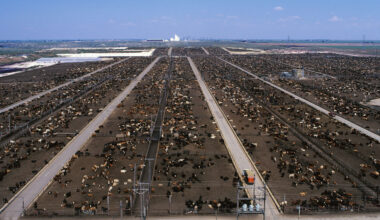 Communities Near Concentrated Animal Feeding Operations Have Higher Cancer Rates