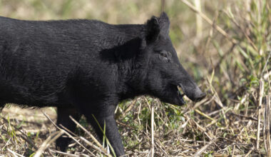 Wild hog population booming, now showing up in Salado Creek