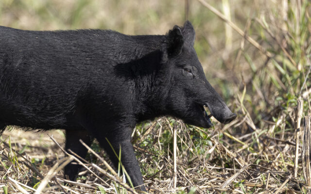 Wild hog population booming, now showing up in Salado Creek