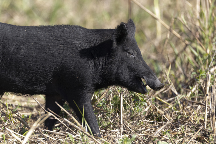 Wild hog population booming, now showing up in Salado Creek