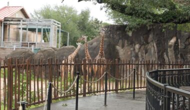 A look at the new things coming to the Houston Zoo