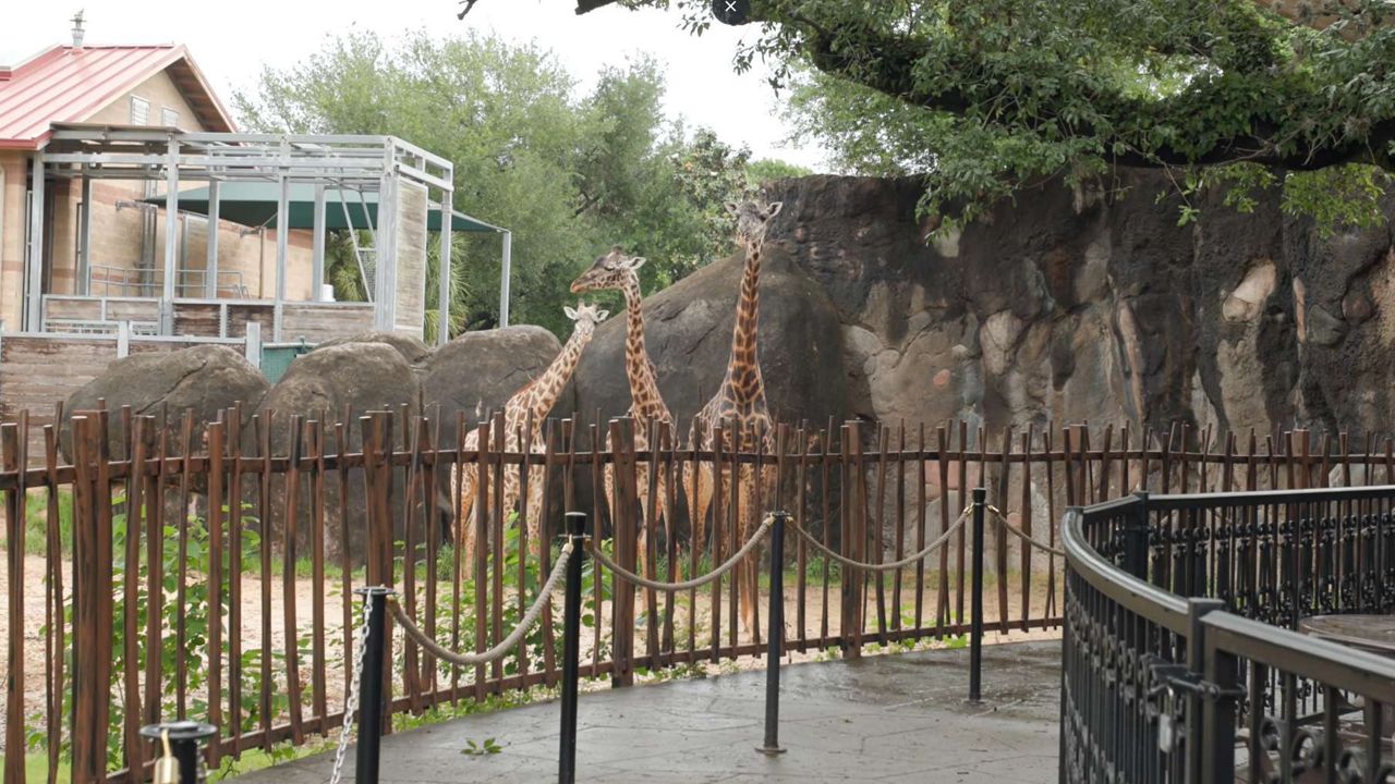 A look at the new things coming to the Houston Zoo