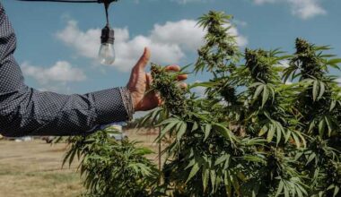 Texas cannabis businesses sue state to block smokeable hemp ban