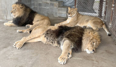From Amarillo to Wylie, big cats, lemurs find new home  
