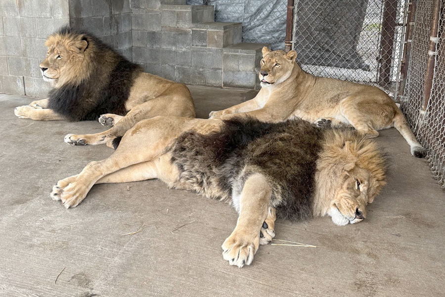 From Amarillo to Wylie, big cats, lemurs find new home  