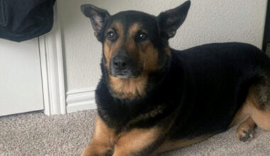 SPCA Pet of the Week - Lily Lou