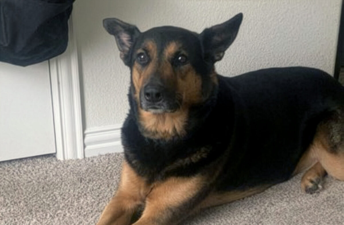 SPCA Pet of the Week - Lily Lou