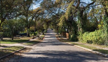 Treelined street in North Oak Cliff Dallas