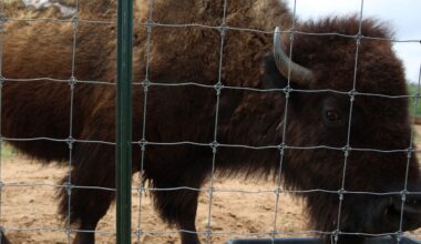 Matriarch brings buffalos back to Texas