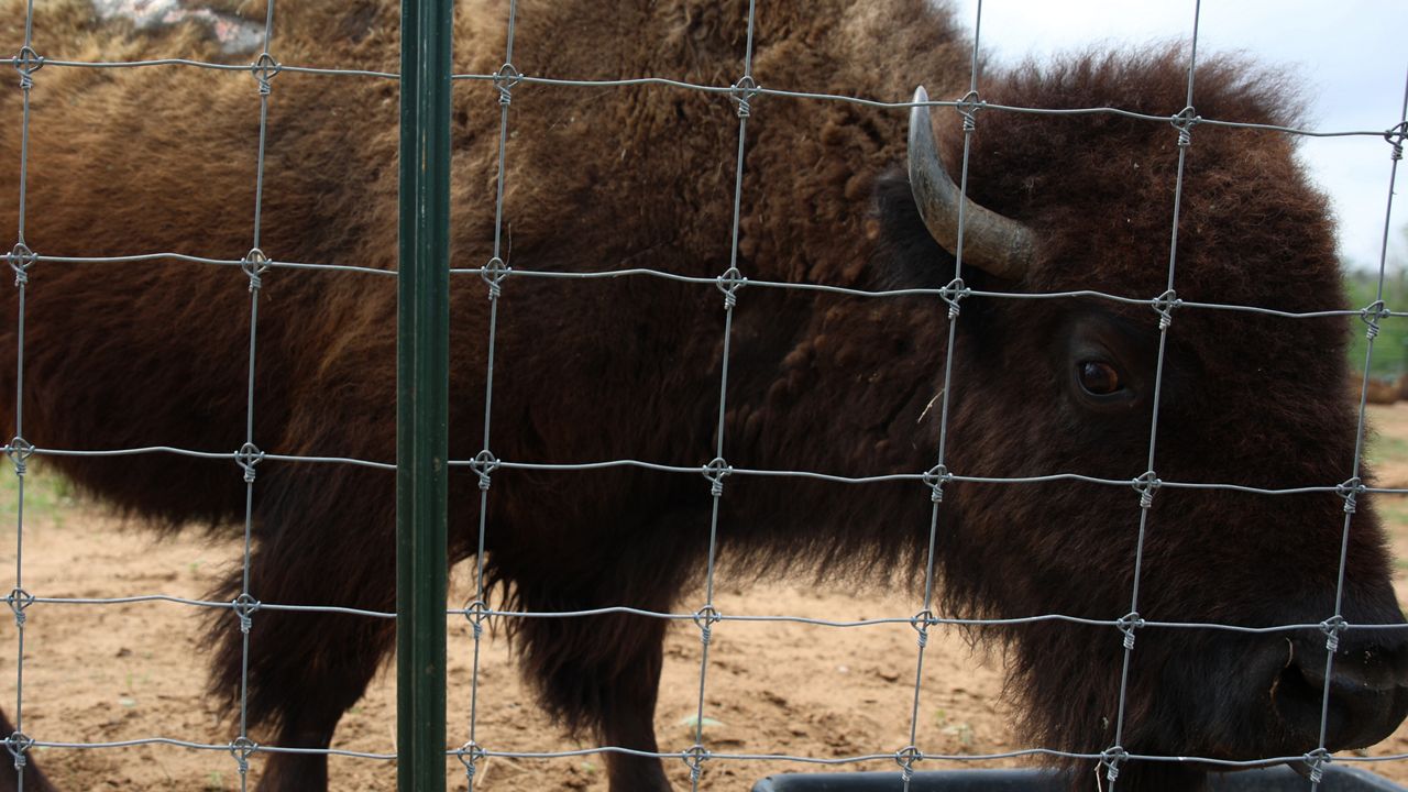 Matriarch brings buffalos back to Texas