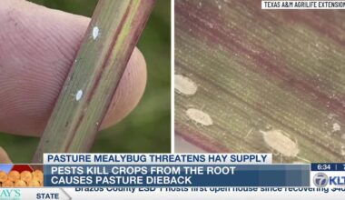 Invasive pests threaten dwindling Texas hay supply