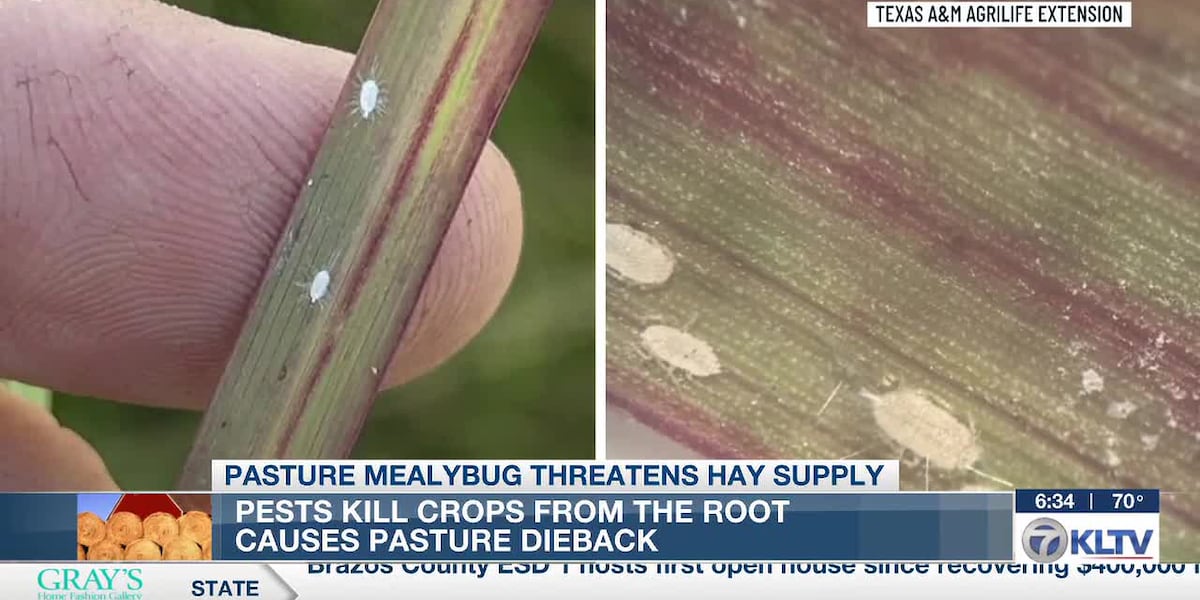 Invasive pests threaten dwindling Texas hay supply