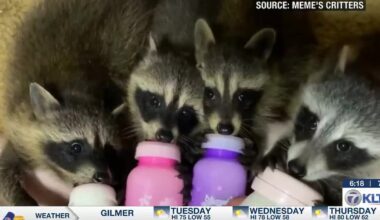 East Texas wildlife rescues urge public to seek critical, expert care as calls surge