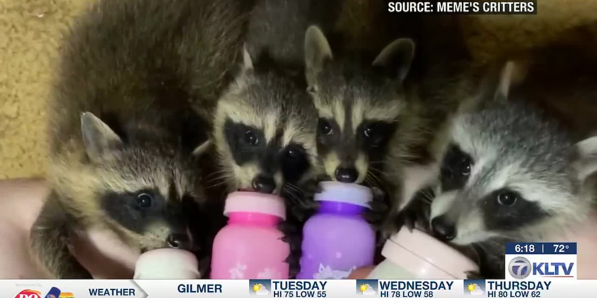 East Texas wildlife rescues urge public to seek critical, expert care as calls surge