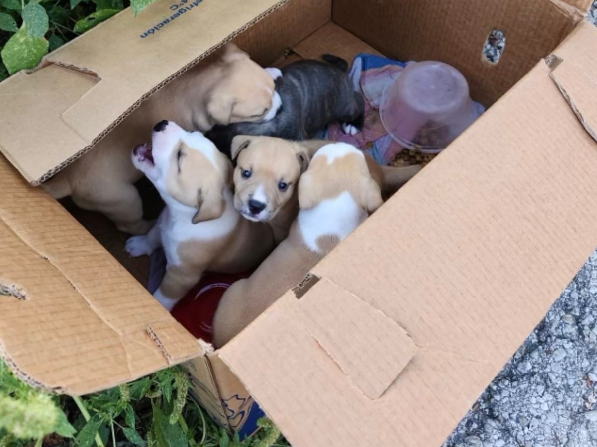 Mayor Gina Ortiz Jones gets unlikely ally in bid to stop anti-pet dumping ordinance