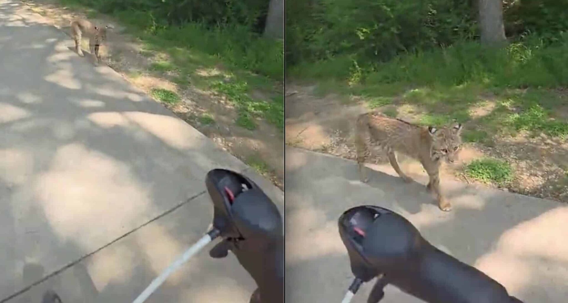 Cyclist Walks Right Past Bobcat In Texas Park