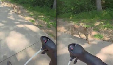 Cyclist Walks Right Past Bobcat In Texas Park
