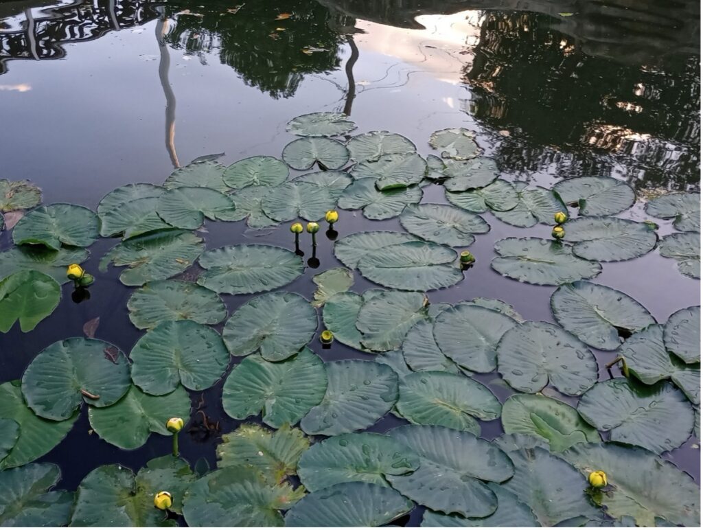 Spatterdock in the San Antonio River (iNaturalist Observation)