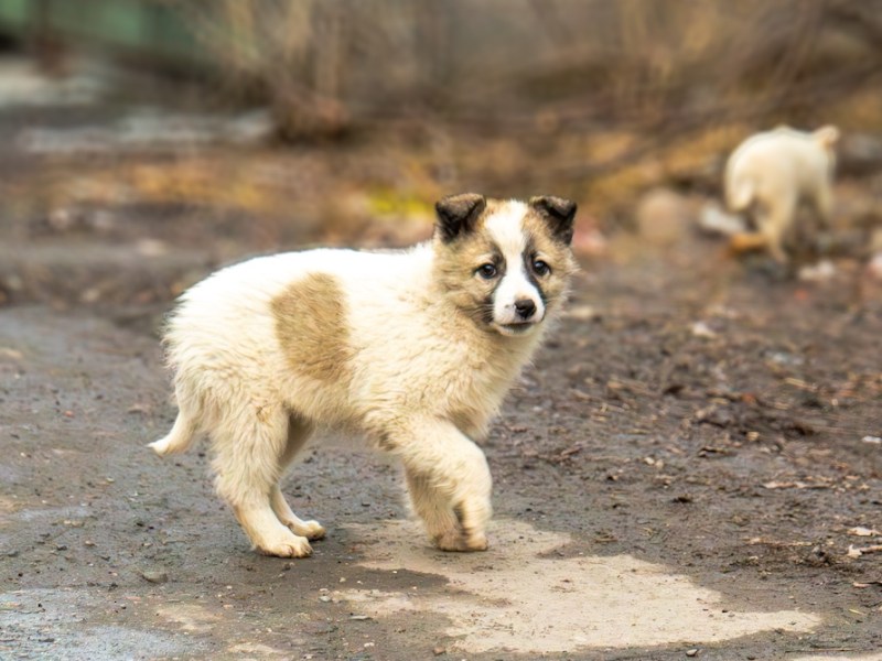 San Antonio pet-dumping ordinance passes on 10-1 vote
