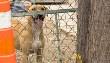 Nearly a dozen dogs rescued at West Side home with ‘unsanitary living conditions,’ ACS says