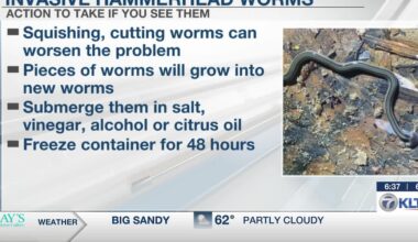 Invasive ‘Hammerhead Worms’ emerge in East Texas