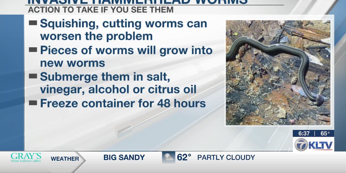 Invasive ‘Hammerhead Worms’ emerge in East Texas