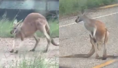 Kangaroo spotted hopping along North Texas highway – NBC 5 Dallas-Fort Worth