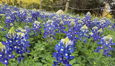 Rare wildflower appears at a Texas state park