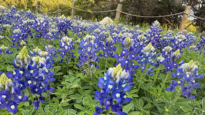 Rare wildflower appears at a Texas state park