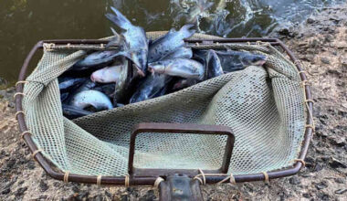 Texas Parks and Wildlife Department to stock San Antonio lakes with catfish