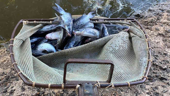Texas Parks and Wildlife Department to stock San Antonio lakes with catfish