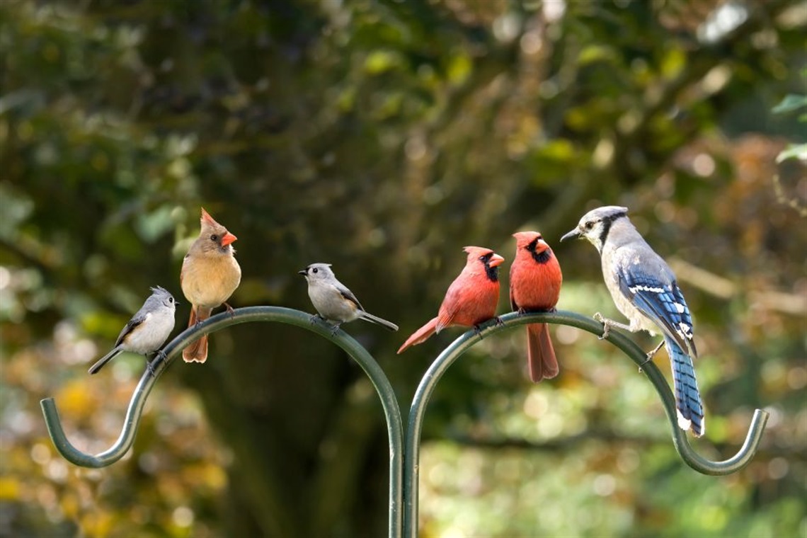 Song birds sitting on a shepherd's hook in a yard.